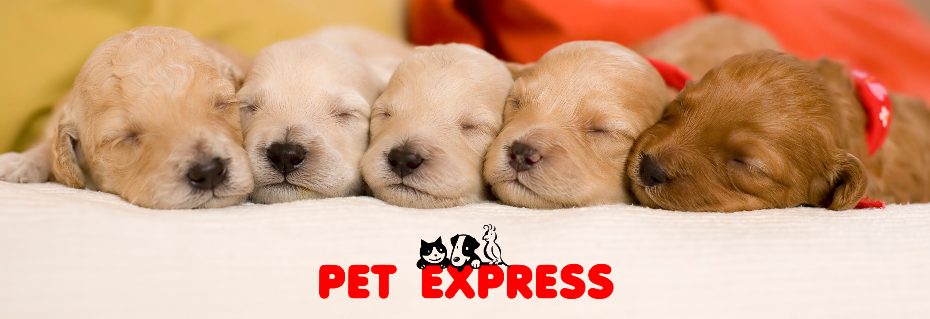 Pet Express.png__PID:4c0d9dc2-dbaf-4e63-a1a5-ab352ff2ff76