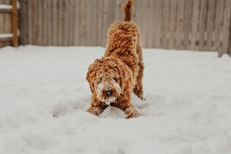 10 Tips to Keep Your Dog Safe This Winter