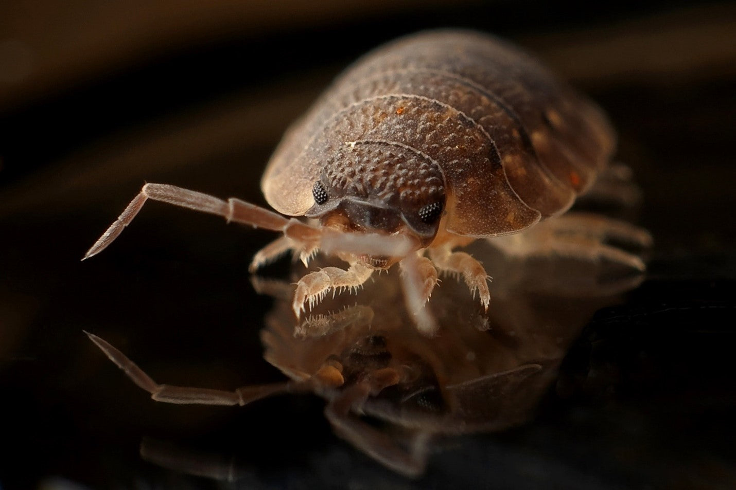 Bedbug