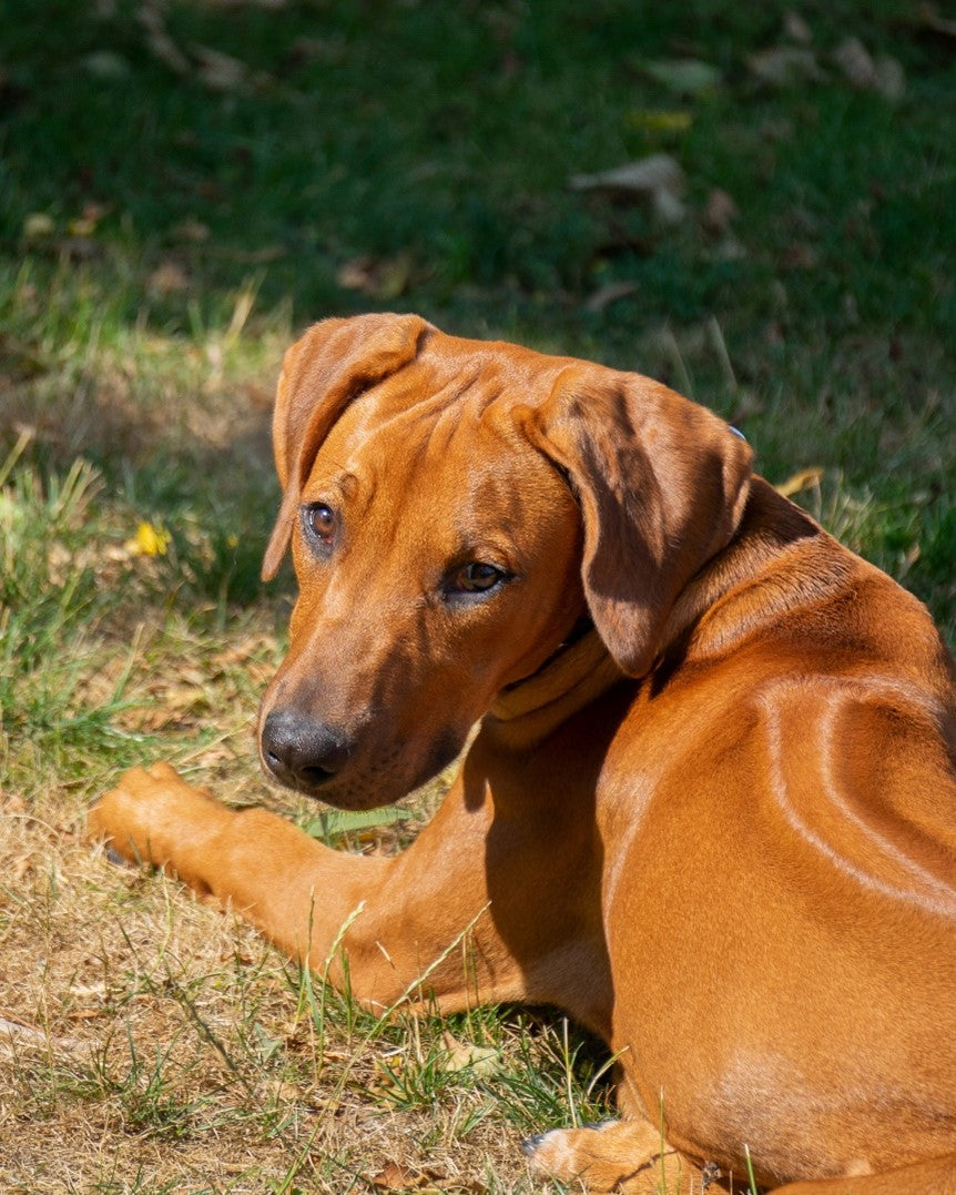 Rhodesian Ridgeback Dog sitting on grass