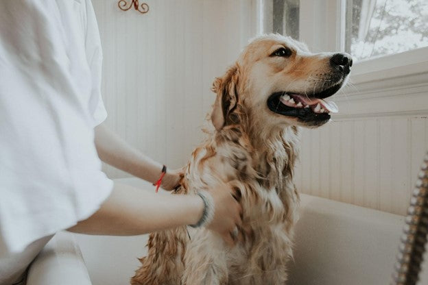 golden retriever getting being groomed in bath tub