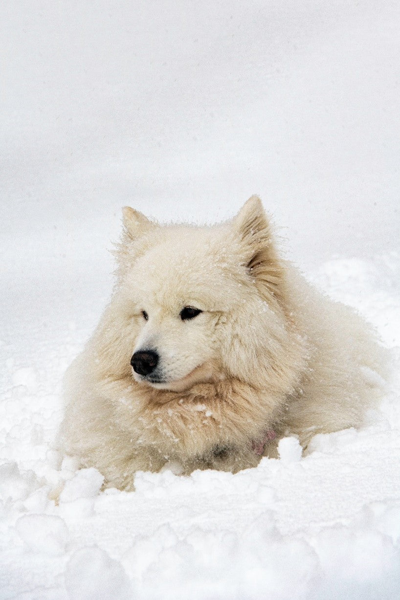 Samoyed laying in snow