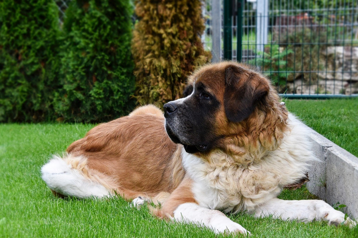 St. Bernard Dog Laying on Grass