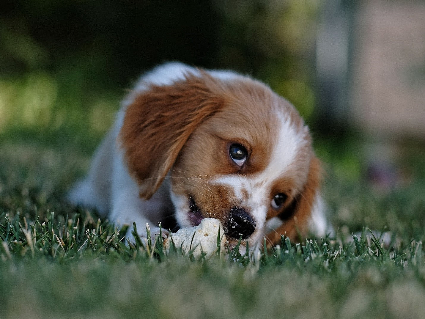 Poisonous Plants and Toxic Foods for Dogs