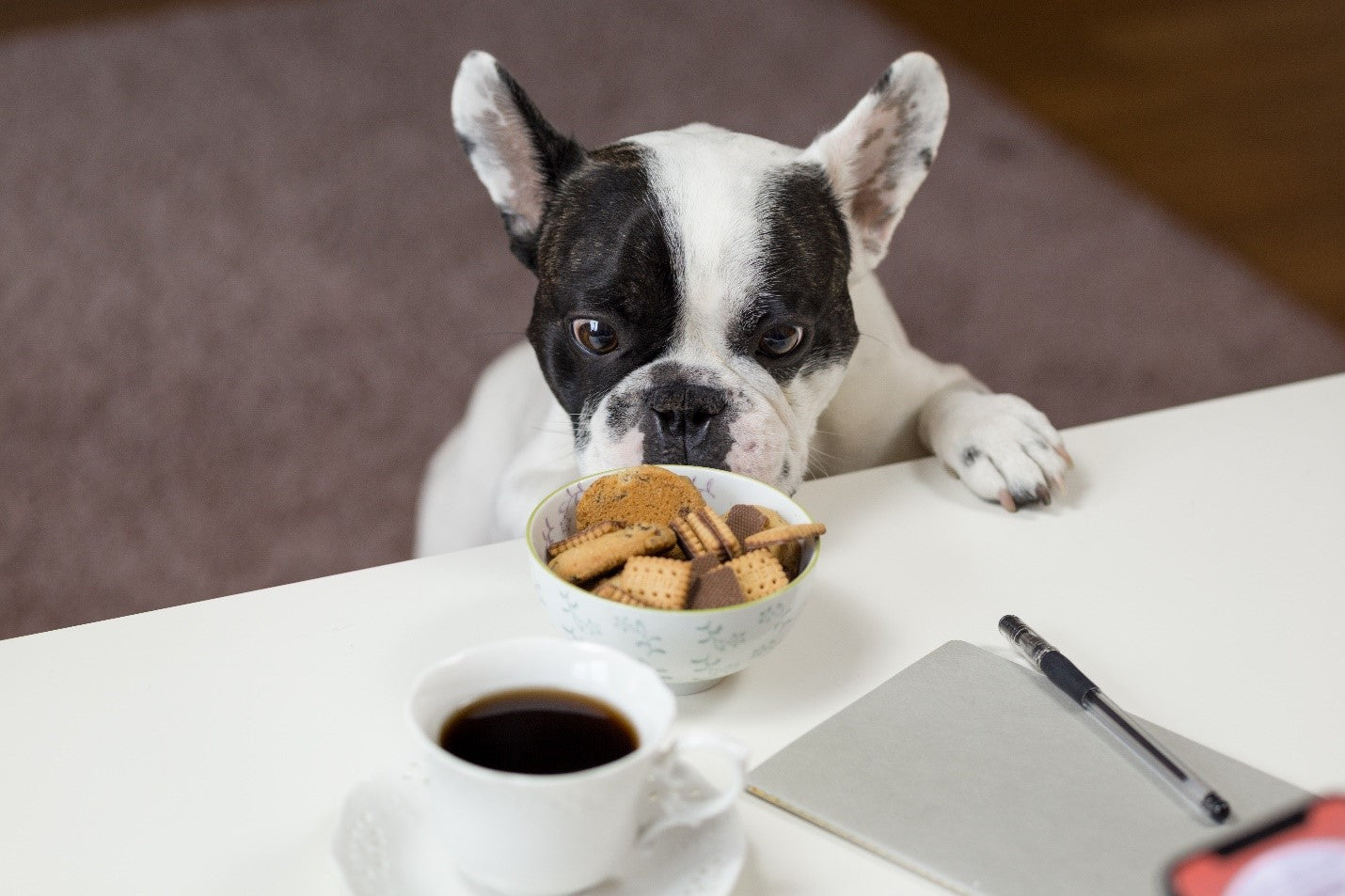 Frenchie at table with coffee and biscuits