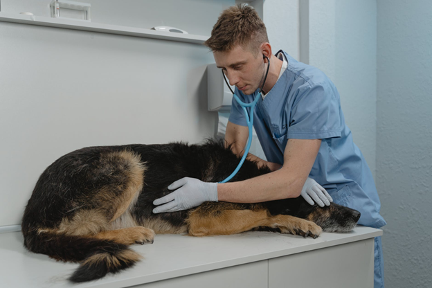 Common Digestive Issues in Dogs