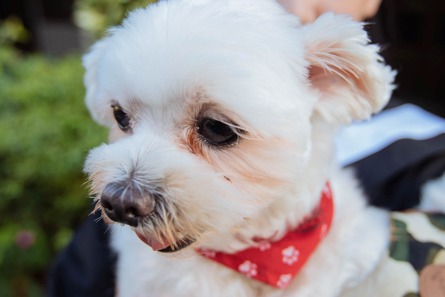 Tips and Tricks to Help Prevent Red Eye Stains on Your Dog