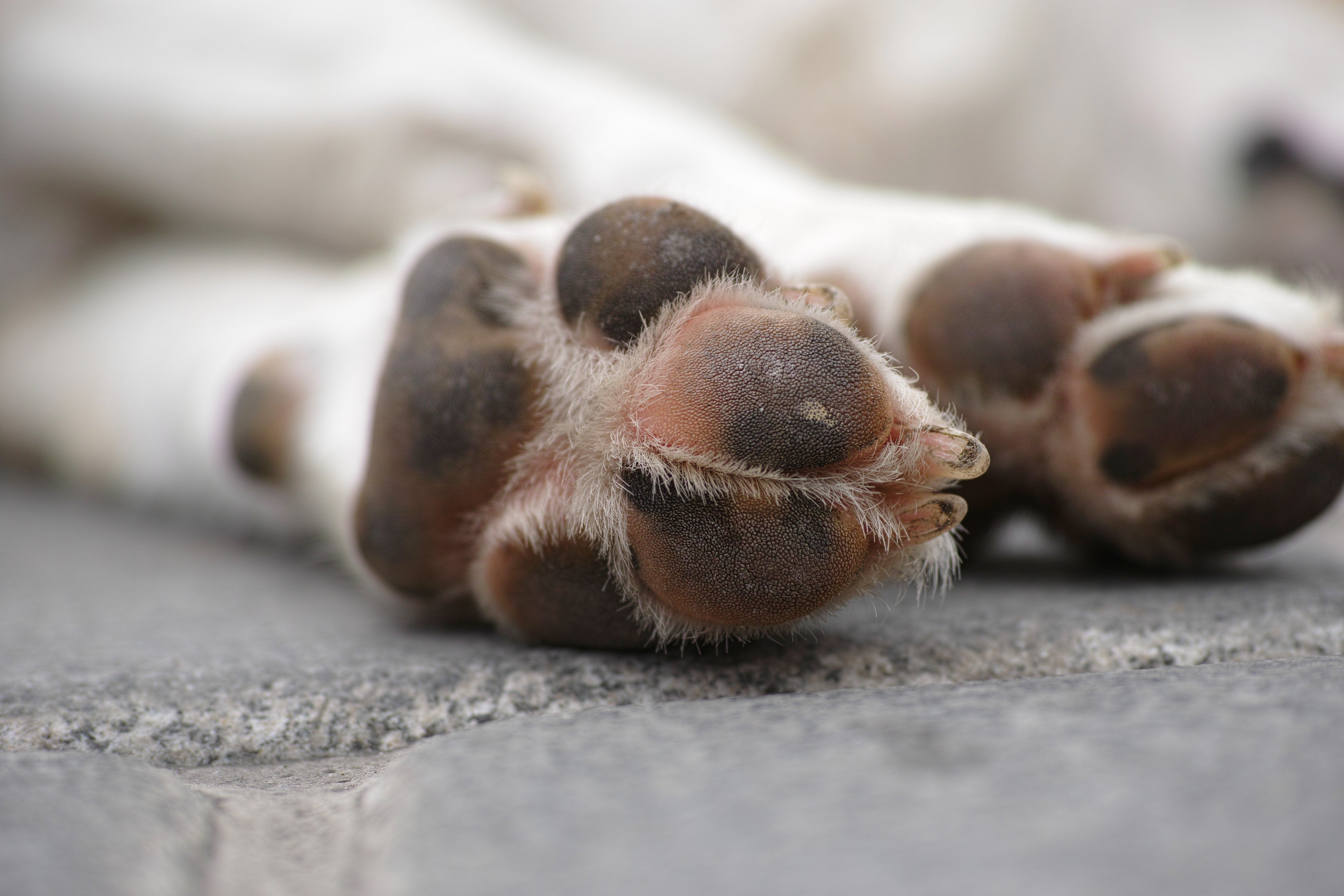 How to Care for Your Pups Paws