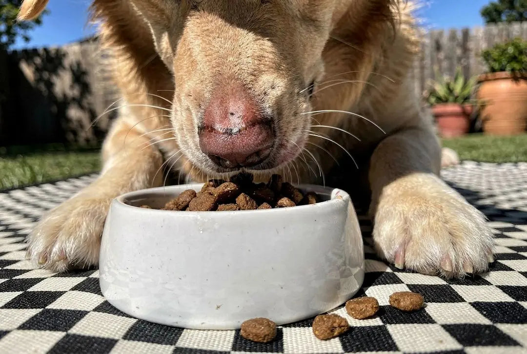 How to Tell If Your Dog Is Allergic to Chicken