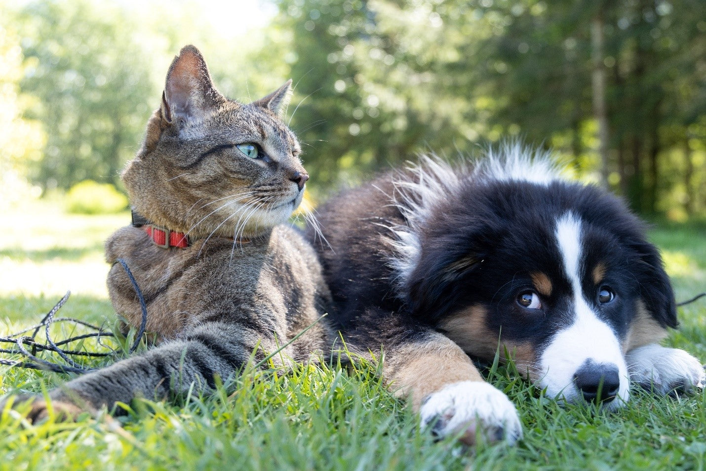 Flea and Tick Season: Natural and Conventional Treatments