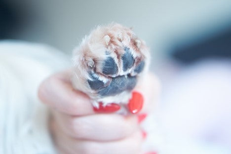 How to Clip Your Dog’s Nails Safely