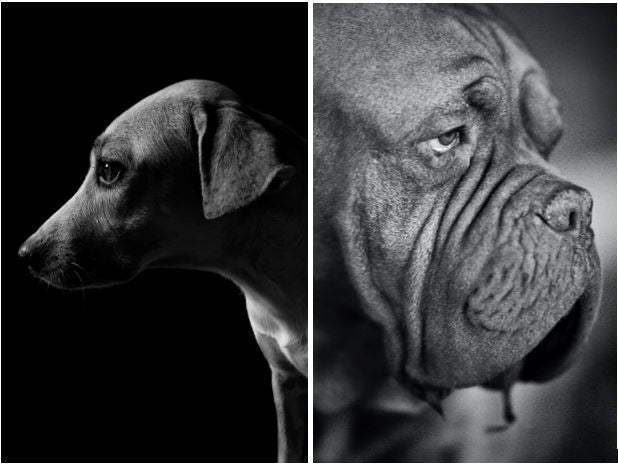 Long-Nosed vs. Short-Nosed Dog Breeds 