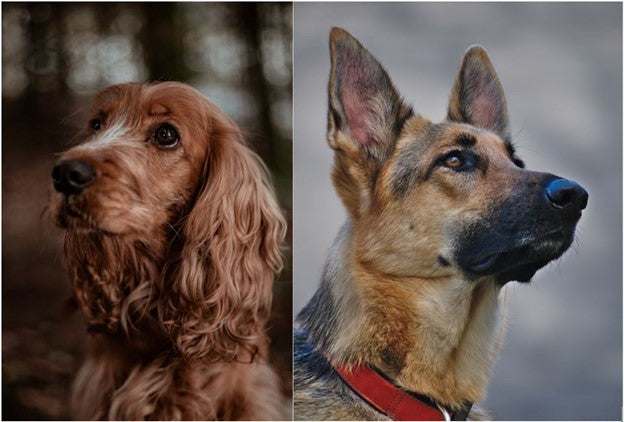 A picture containing a floppy eared Irish setter and an erect eared German Shephard dog.