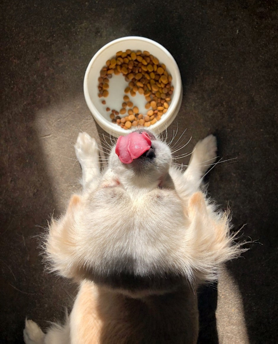 dog eating health extension pet food from bowl top down view