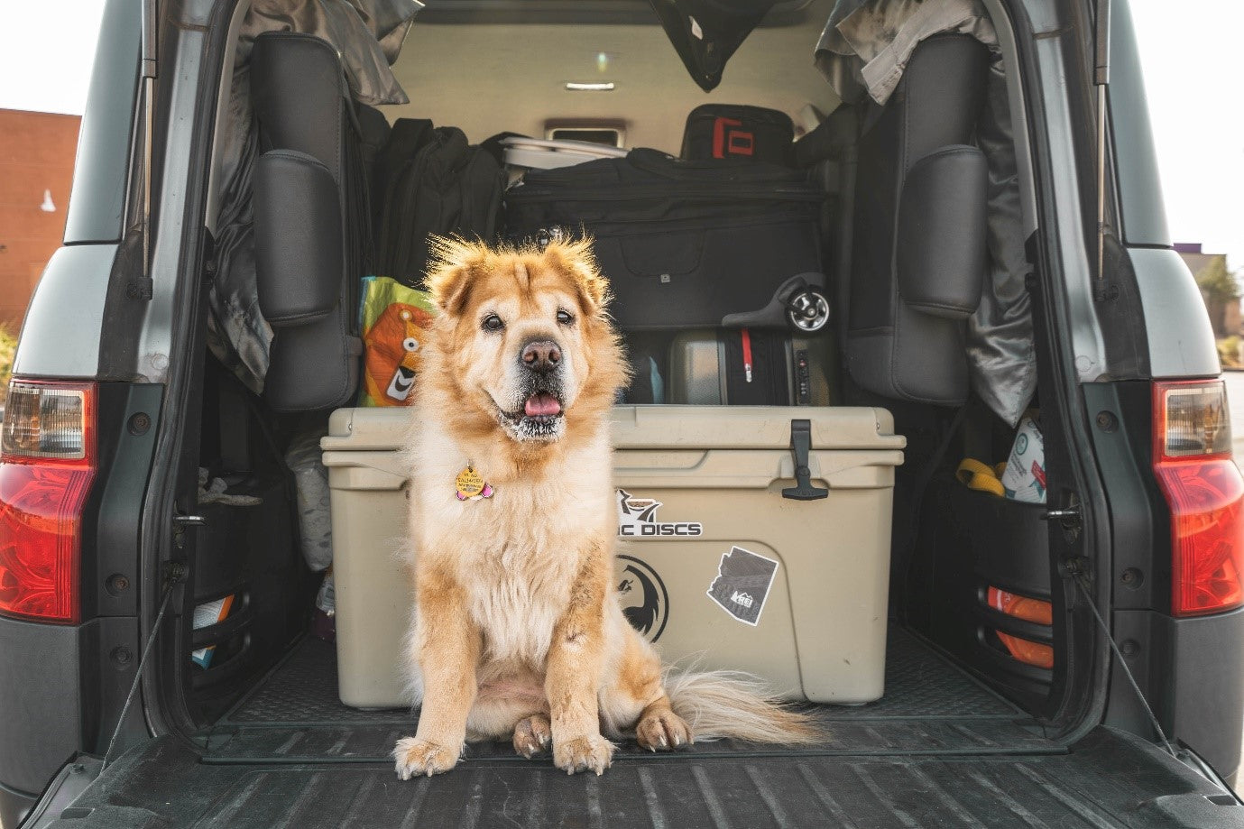 The Importance of Having a Pet Evacuation Plan