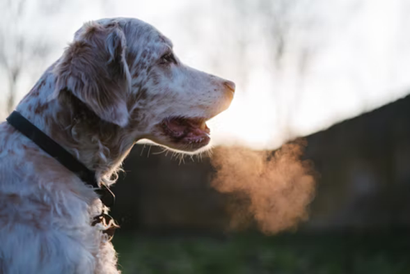 5 Natural Remedies for Dogs with Bad Breath