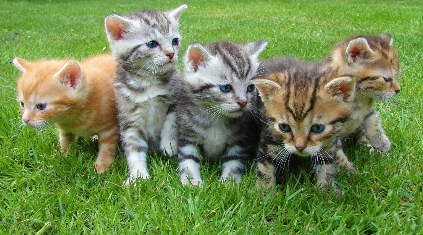 A group of kittens in the grass
