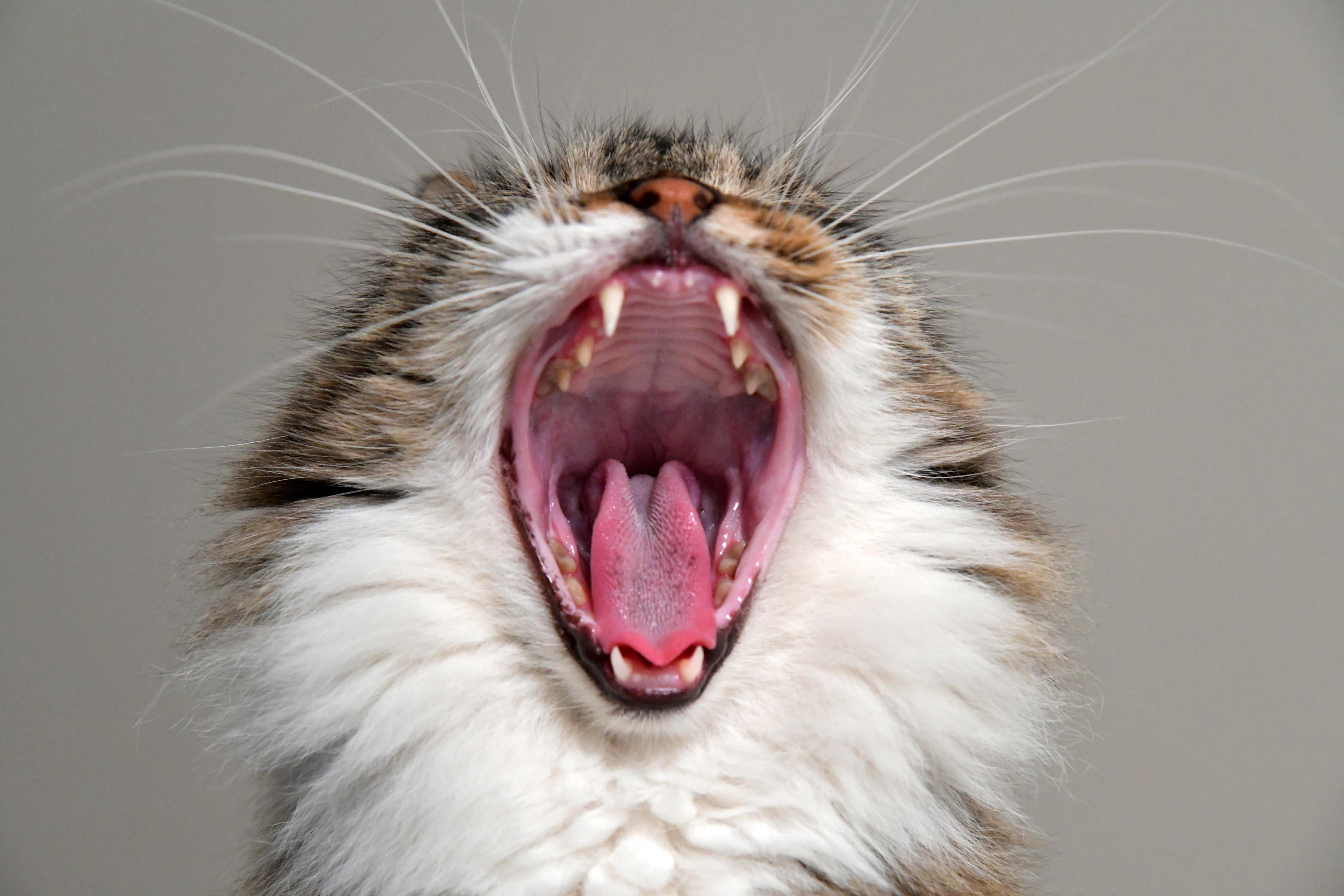 Cat with wide open mouth and teeth