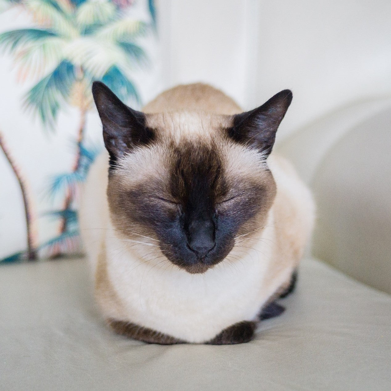 Siamese Cat sleeping on table