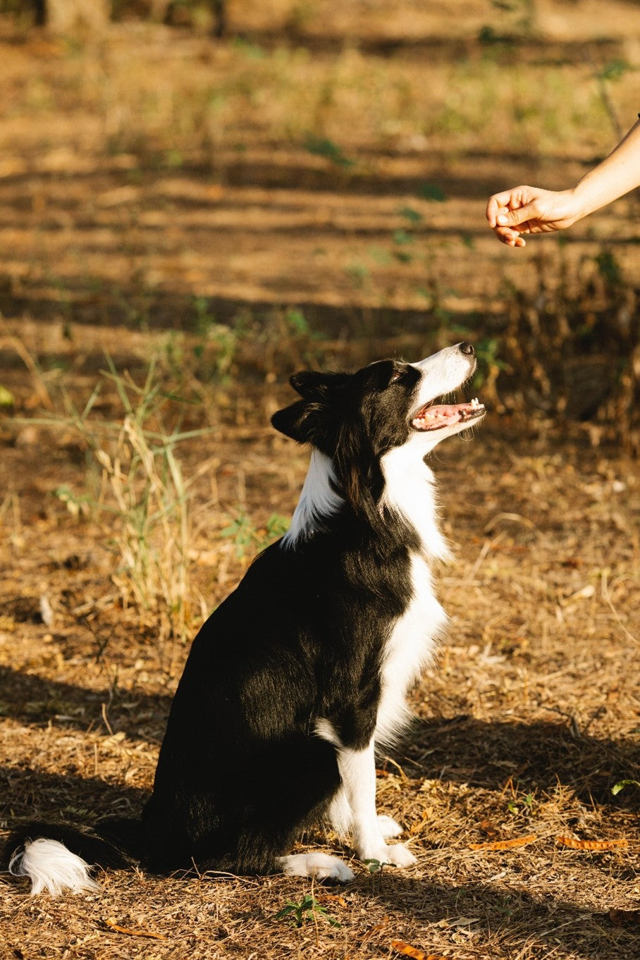 Why Does My Dog Eat Poop?  (And How to Stop It)