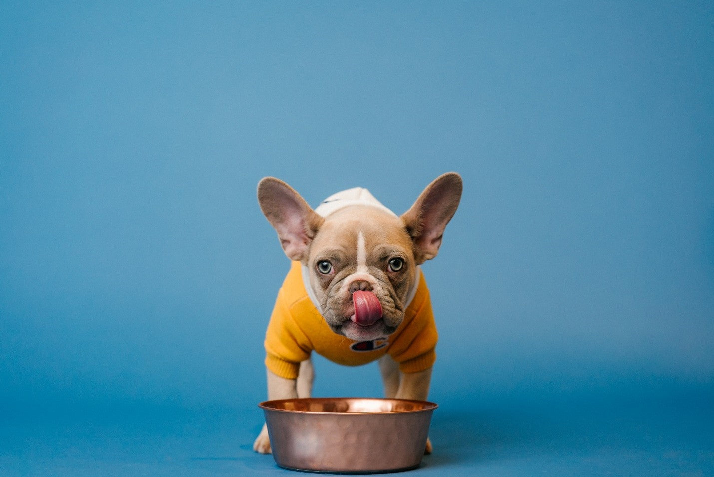 A picture containing dog licking chops after tasting food