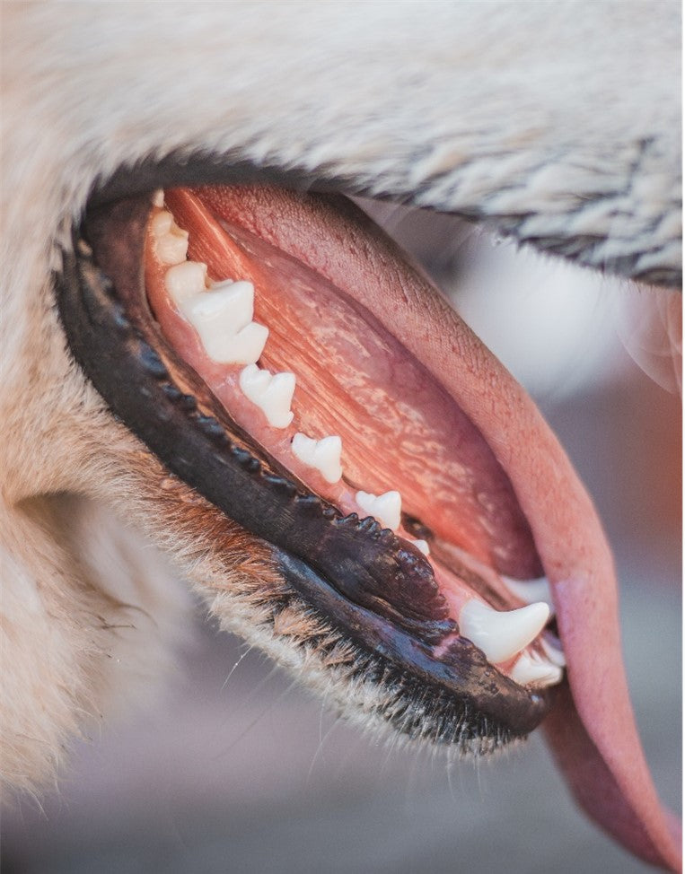 A picture containing mouth, showing teeth and tongue.