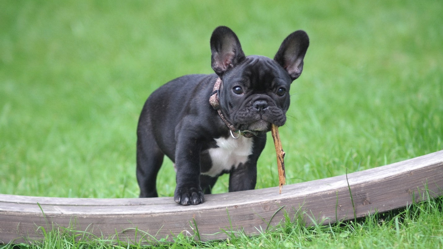A small black frenchie with stick.
