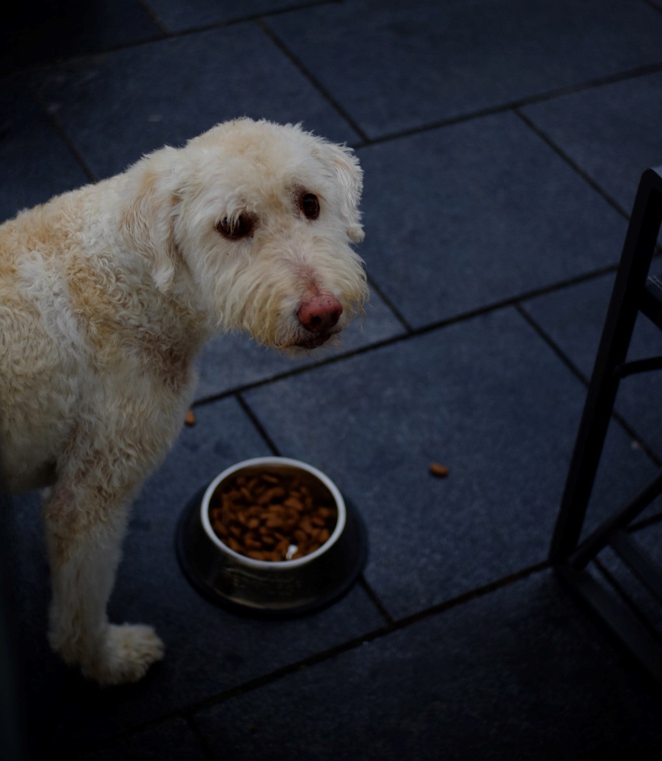 Dog standing over food bowl.