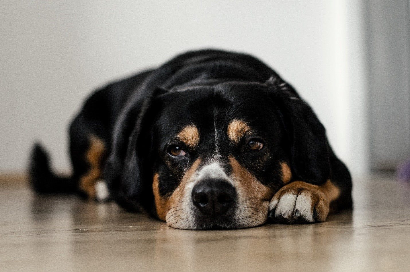 dog laying down on floor