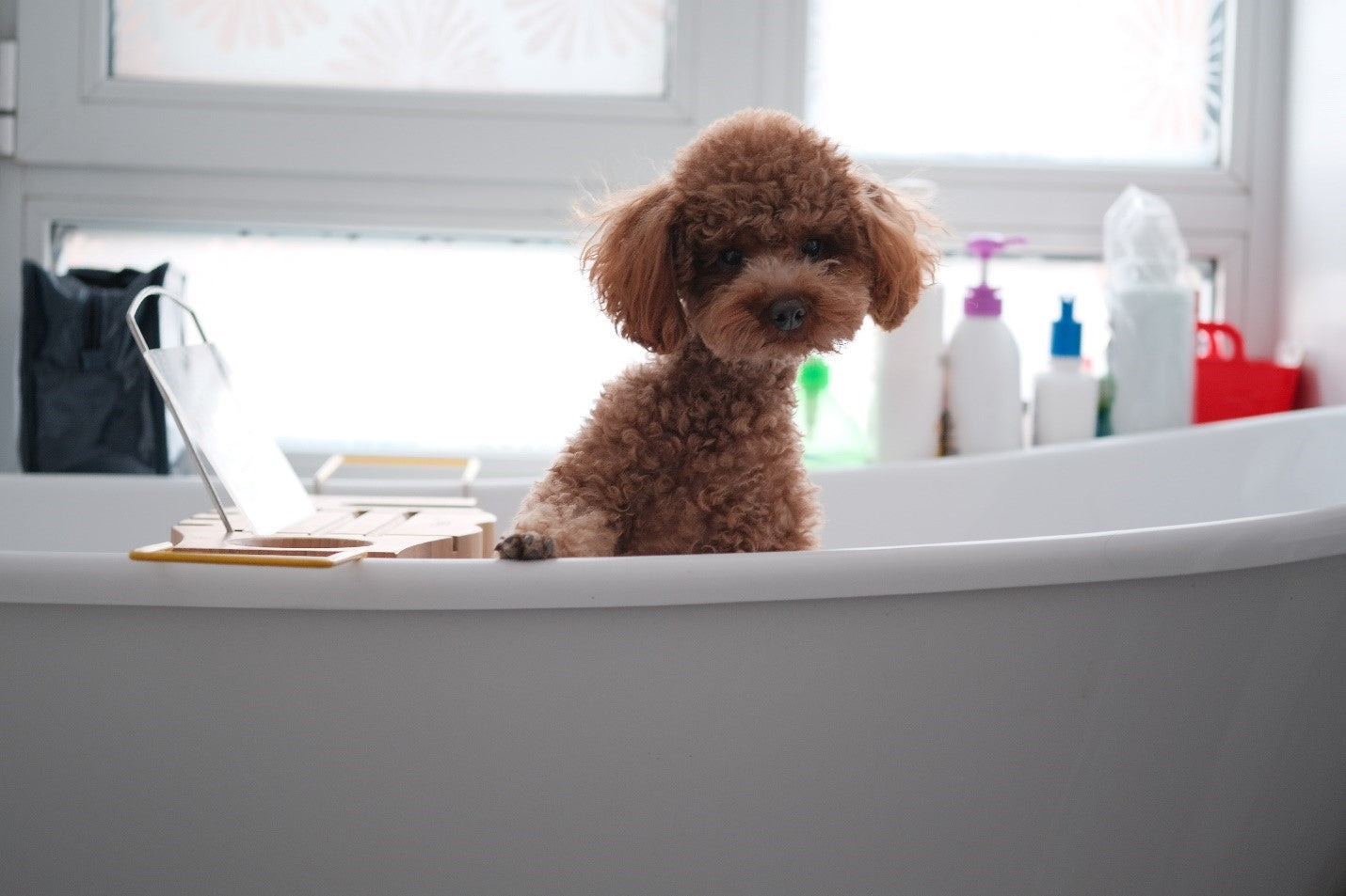 Brown poodle in bathtub