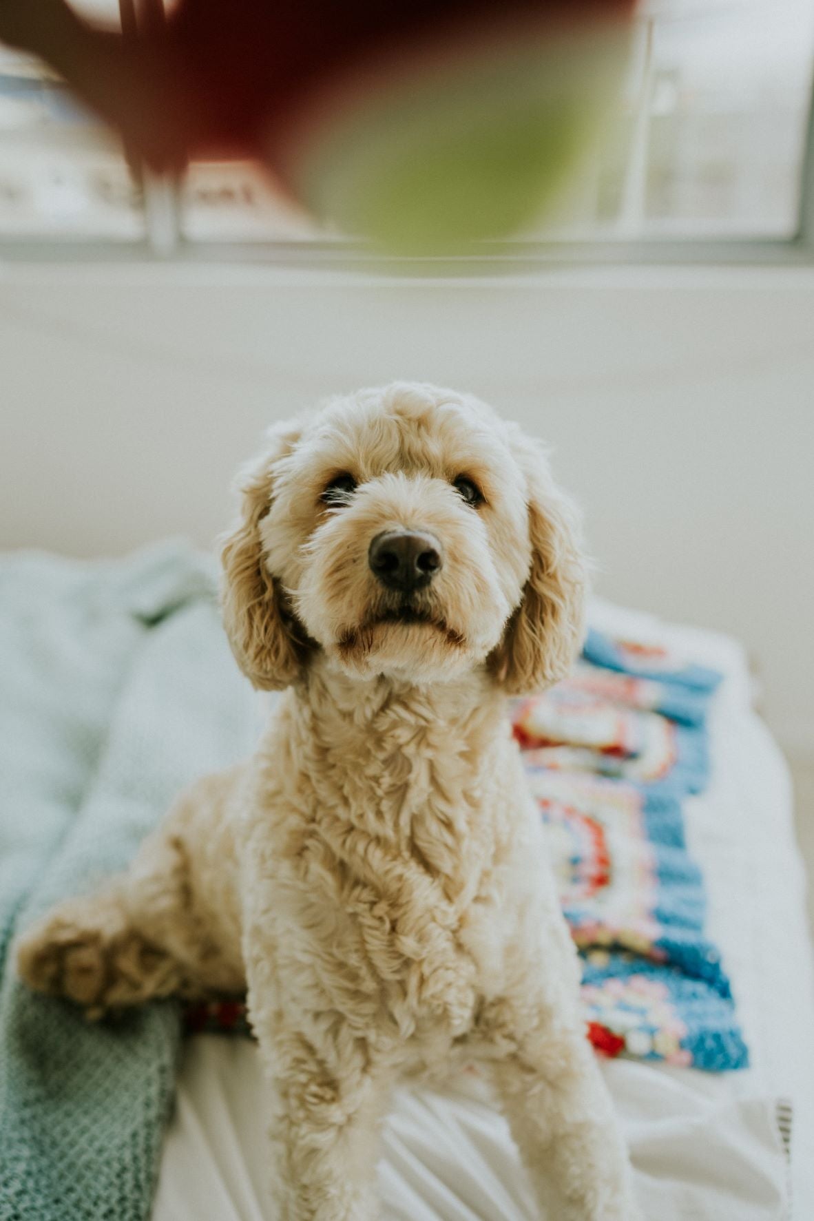 Labradoodle on bed looking cute.