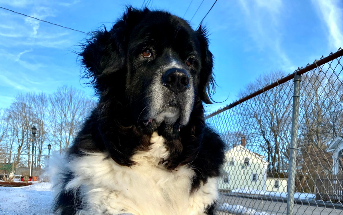 A newfoundland dog in front of a fence.