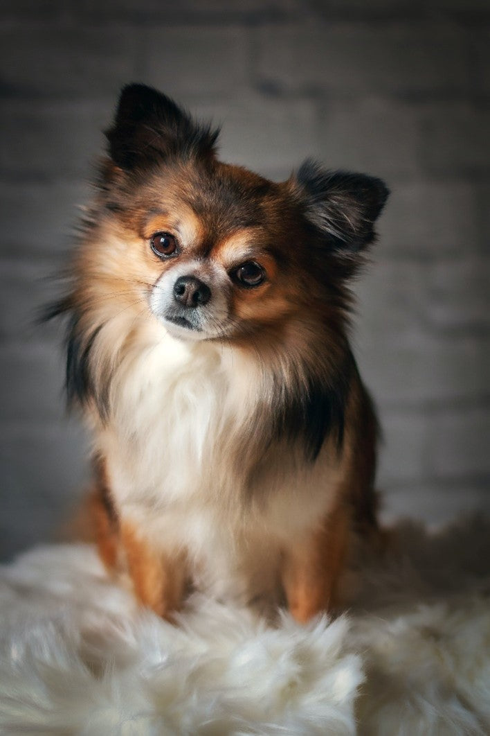 Pomeranian Mix looking cute on furry rug