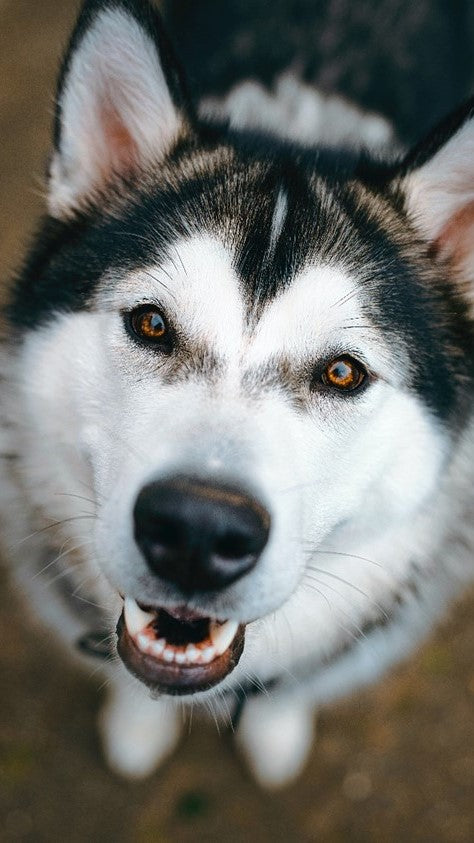 Husky Dog smiling with bottom teeth and jaw showing