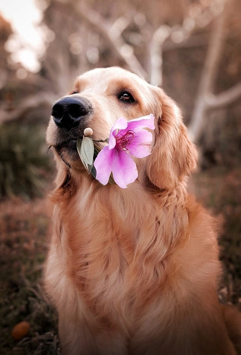 Golden Retriever with flower