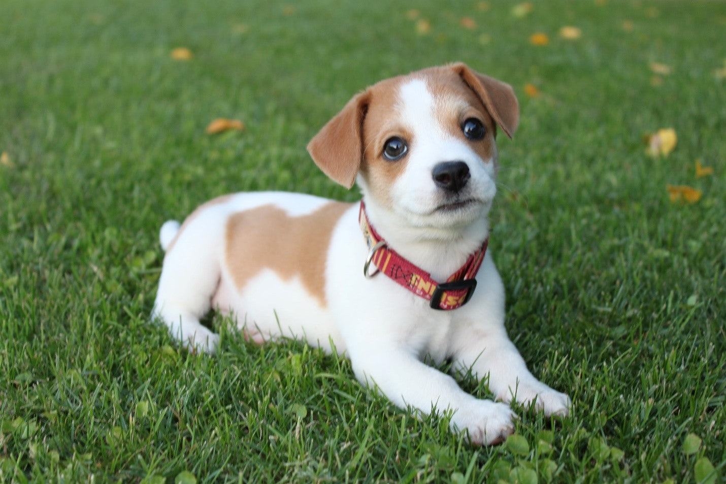 10 -Basic Dog Training Tips