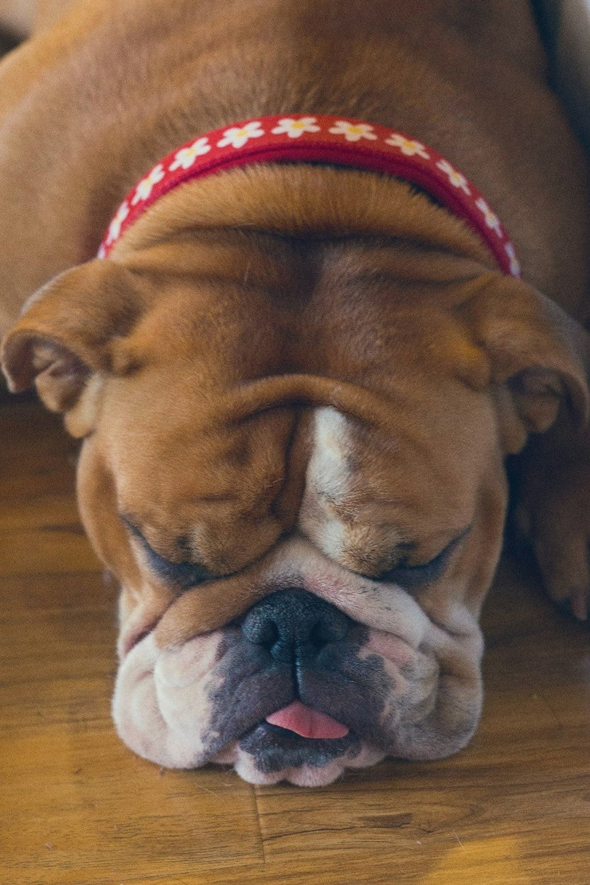 Bull dog dreaming on floor dreaming with tongue out