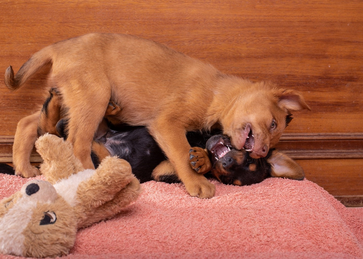 Puppies humping together with stuffed bear