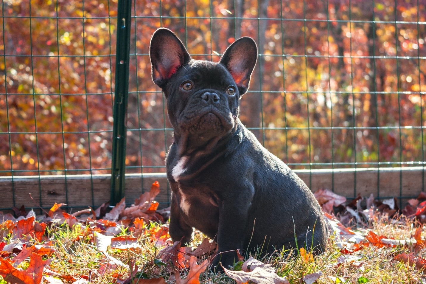 Is Dog Insurance Worth the Investment?