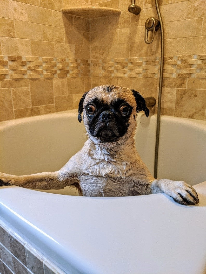 Wet Frenchie in tub for grooming.