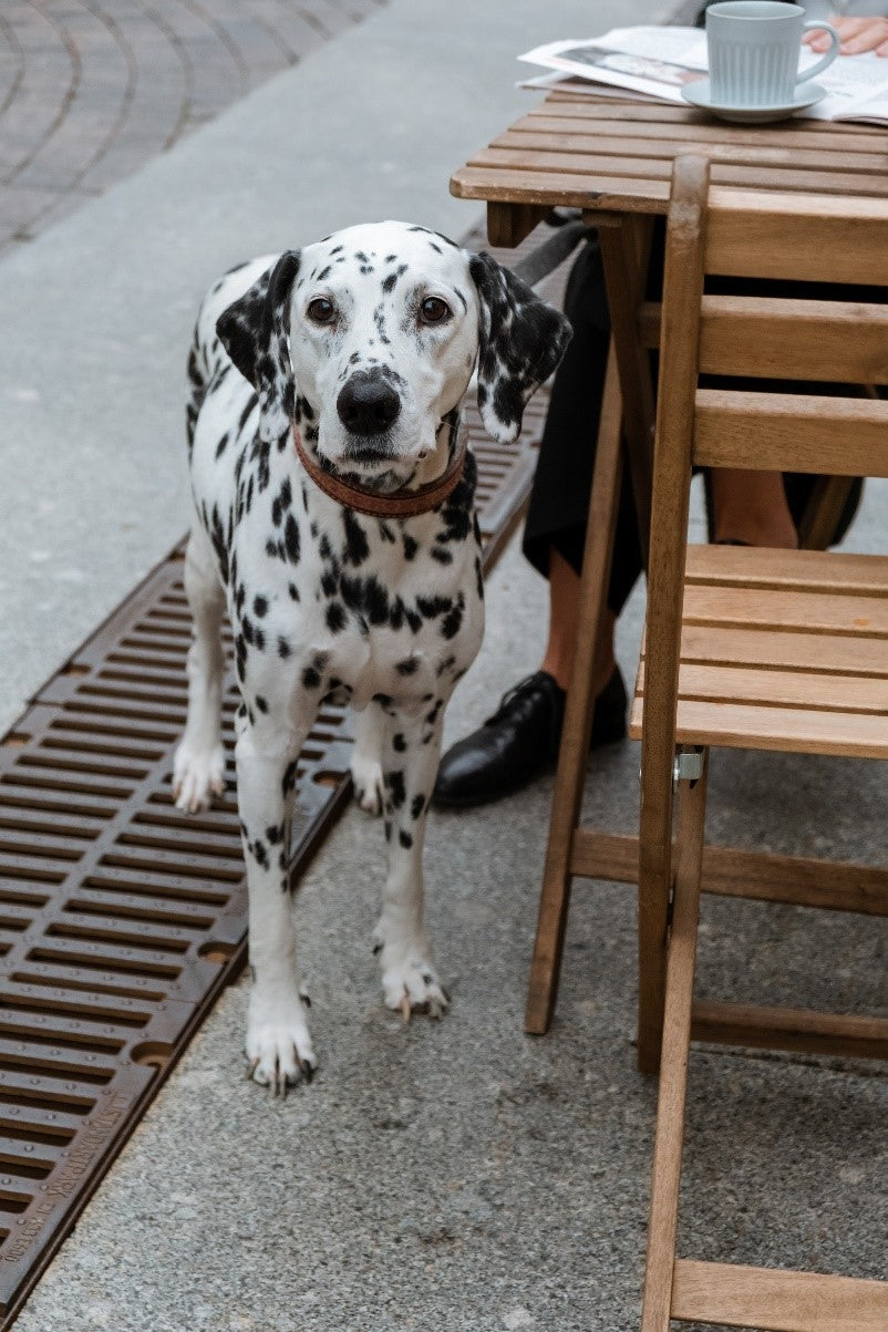 Dalmatian enjoying a sidewalk café with owner
