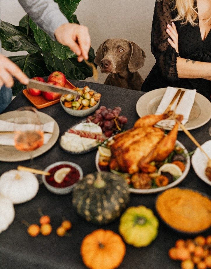 Dog looking at Thanksgiving table of food.