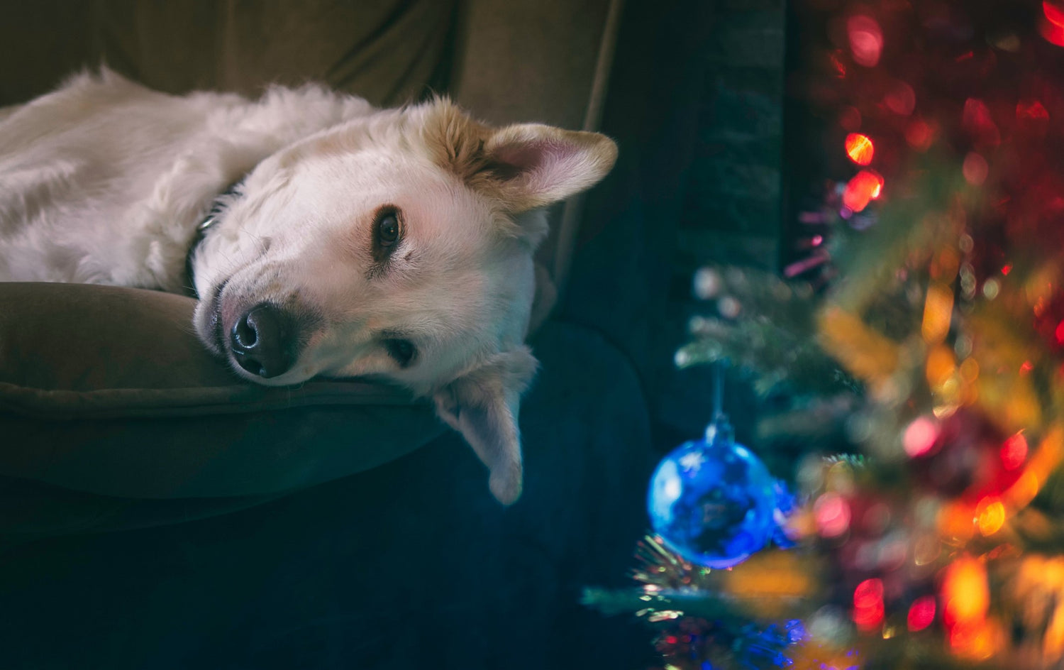 Dog laying on couch next to Christmas tree