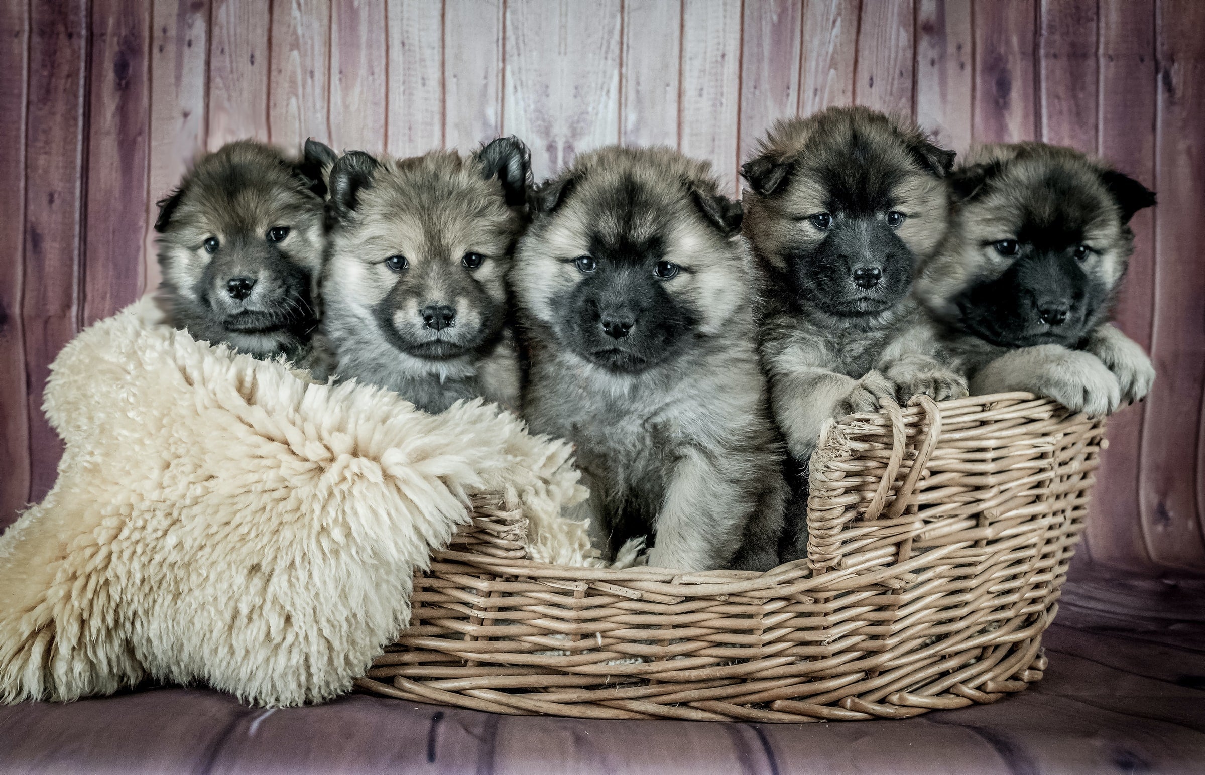 A group of husky puppies in a basket