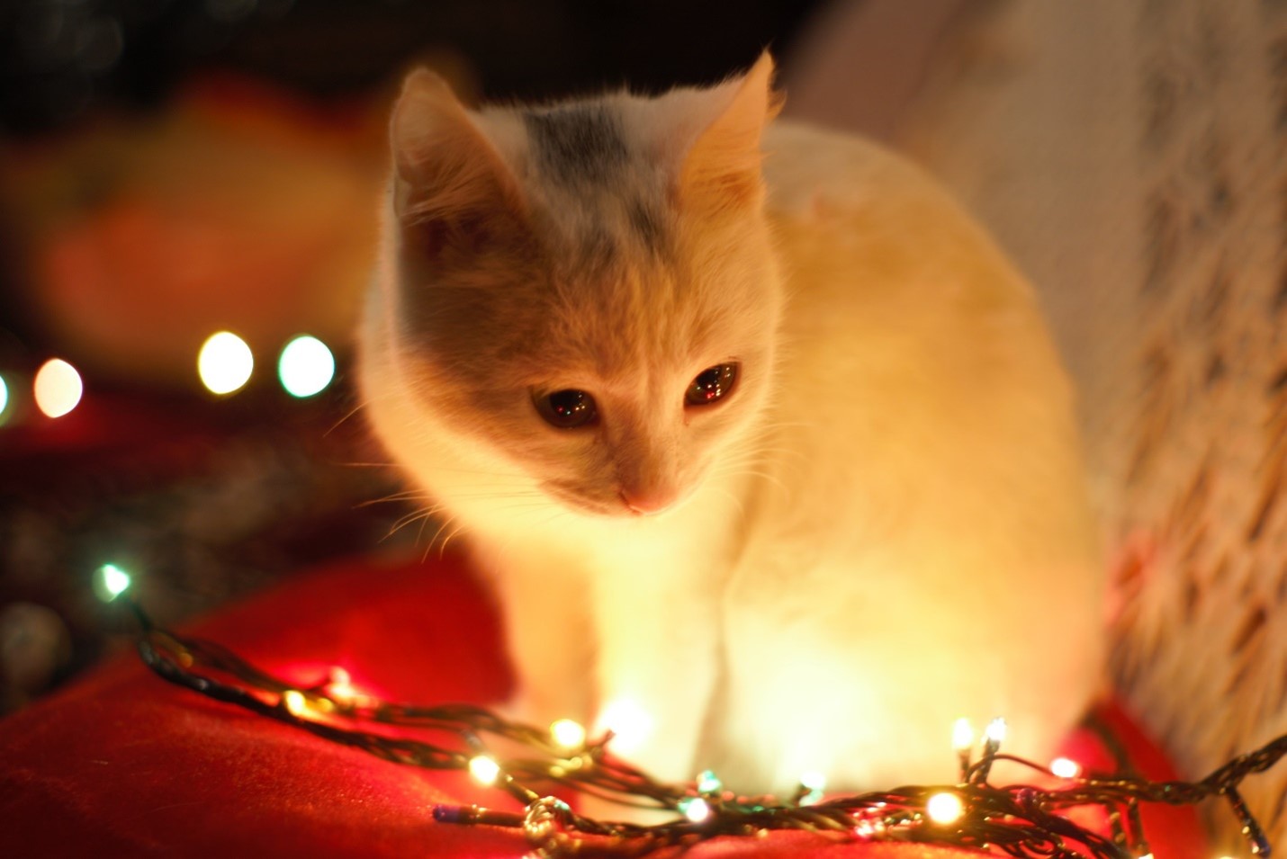 The holiday season can be a fun and exciting time for cats, but it's important to take some extra steps to make sure they remain safe and happy. Here are some tips on how to do just that!