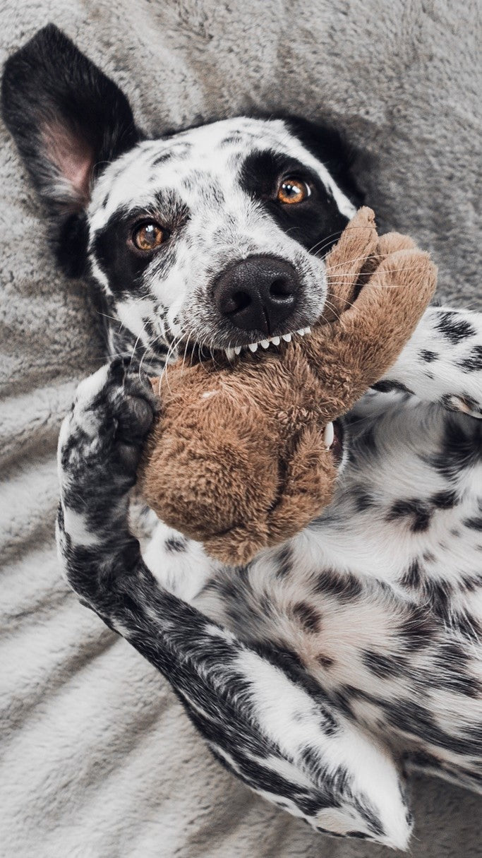 Happy Dog playing with stuffed Snugarooz toy