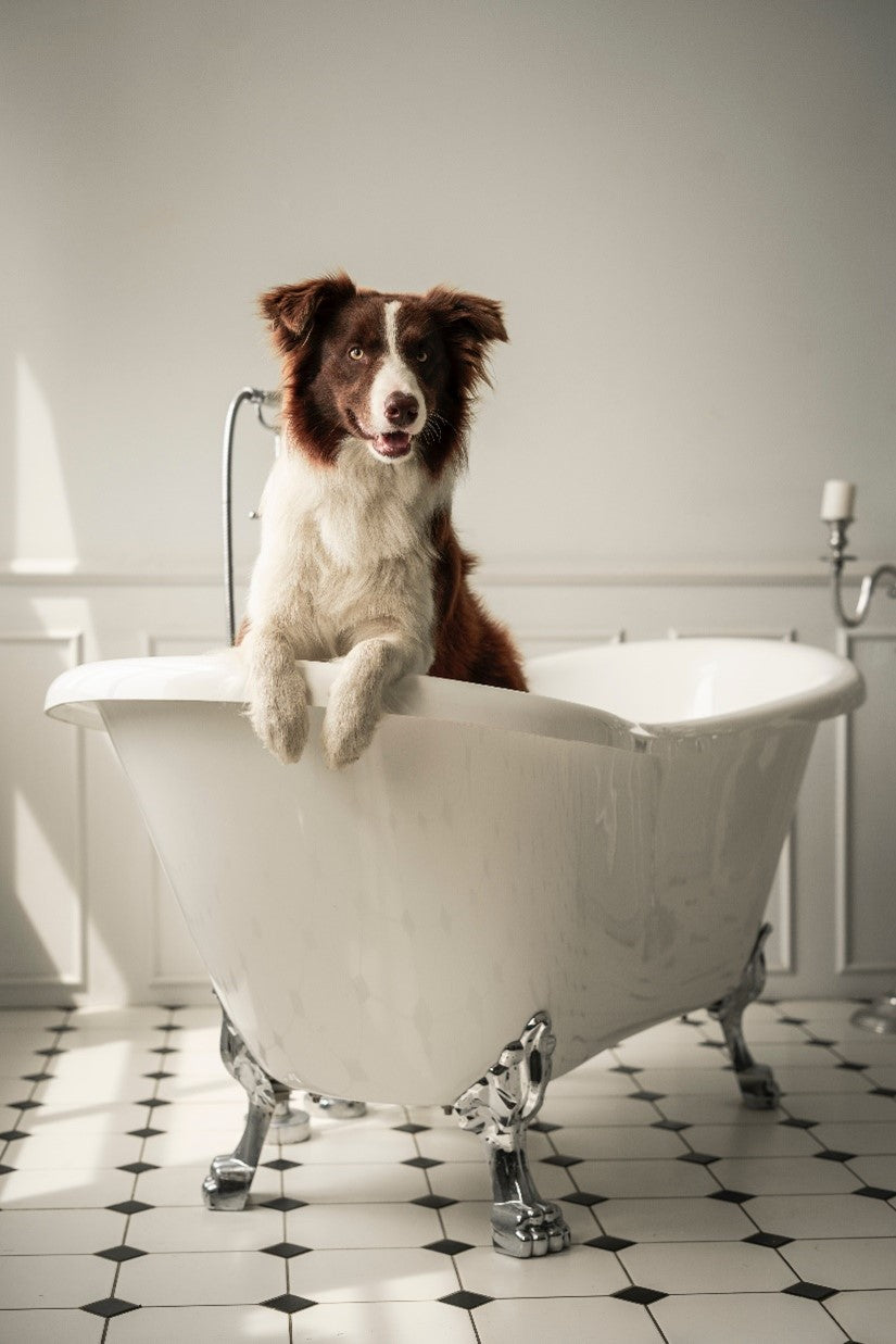 DIY Dog Grooming: The Health Extension® Way!