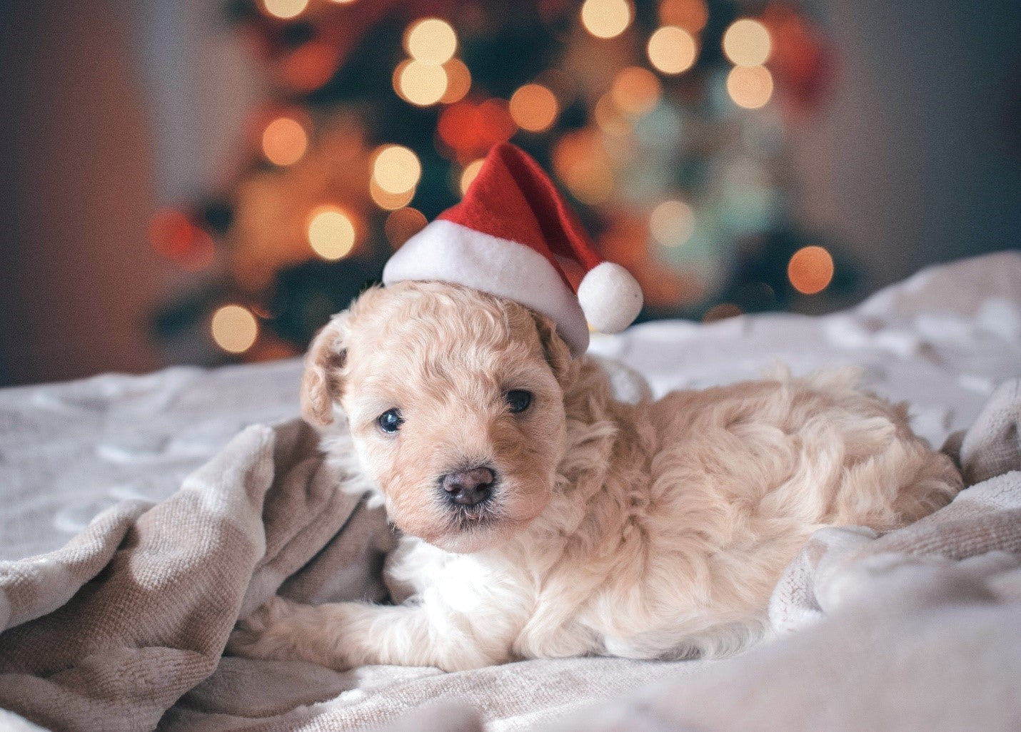 Puppy on bed with Santa hat
