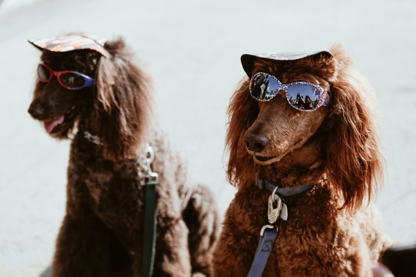 two standard poodles with sunglasses and hats