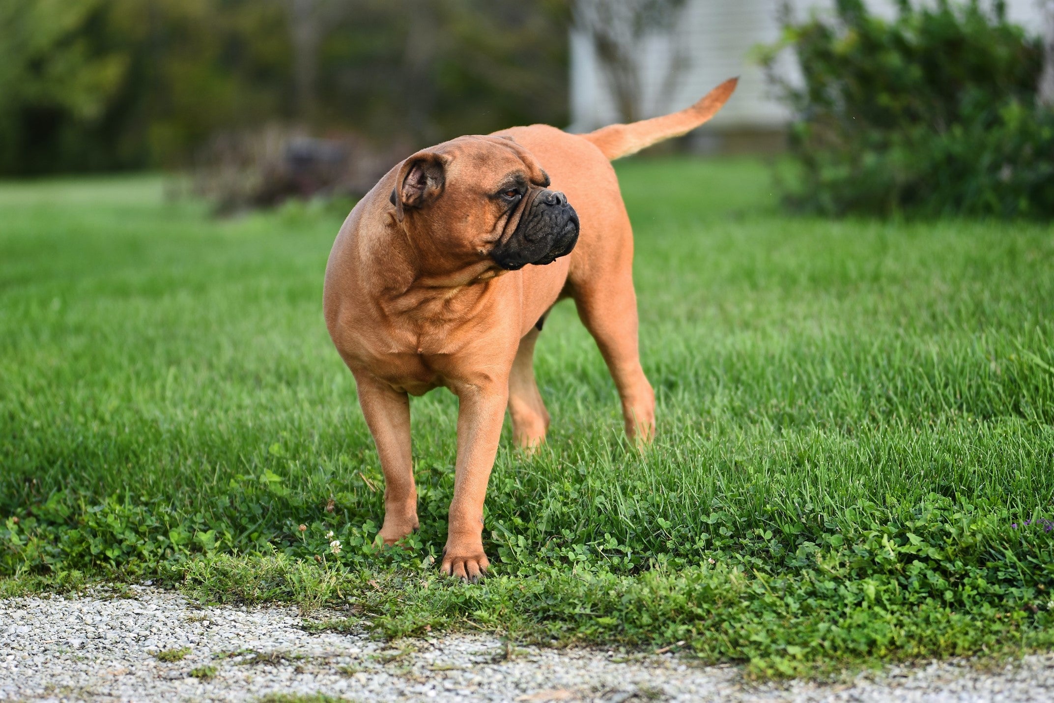 Boxer standing in the grass with tail out straight